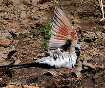 Namaqua Dove