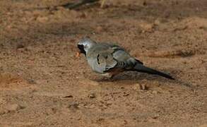 Namaqua Dove