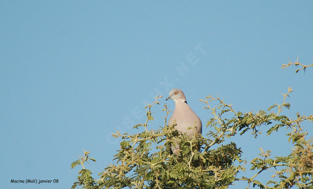 Mourning Collared Dove