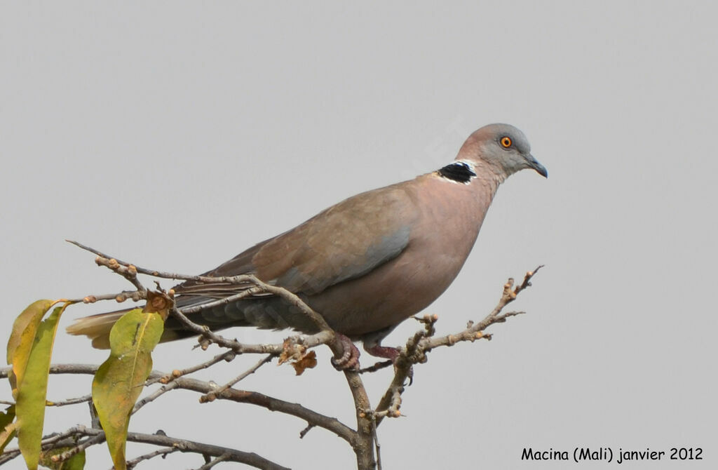 Mourning Collared Doveadult, identification