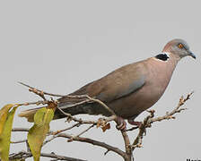 Mourning Collared Dove