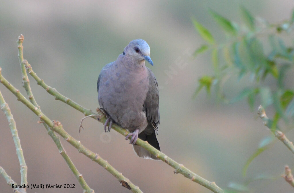 Mourning Collared Doveimmature