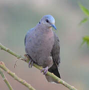 Mourning Collared Dove