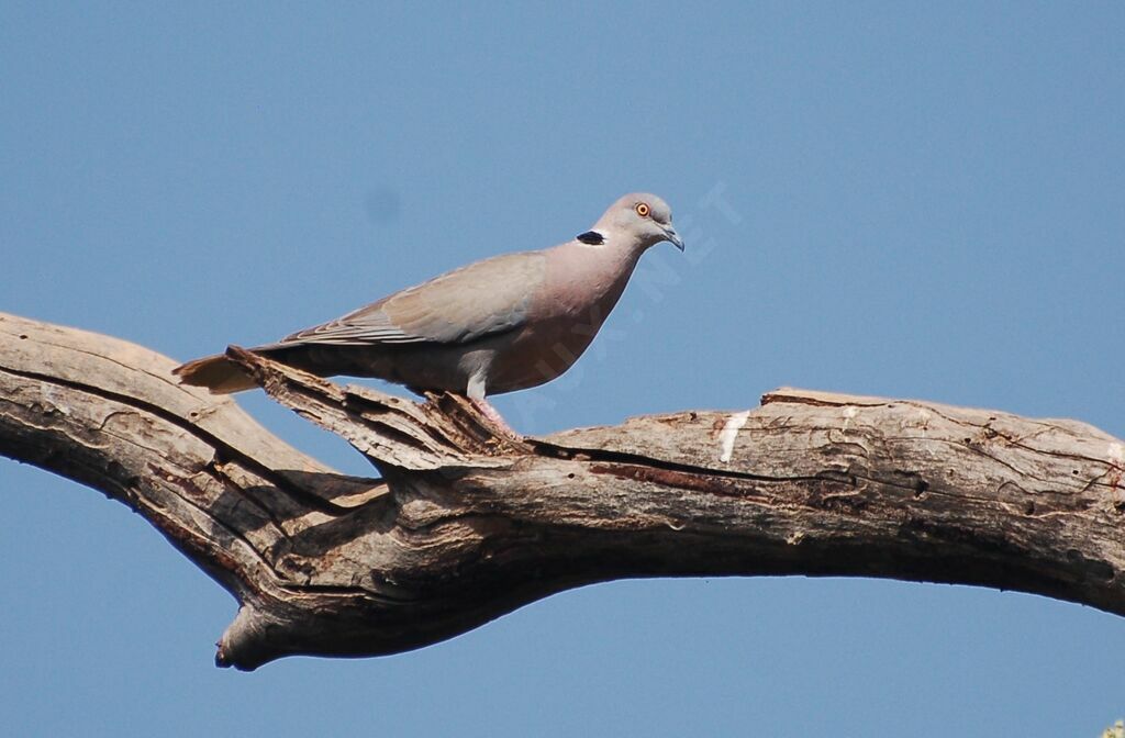 Mourning Collared Doveadult, identification