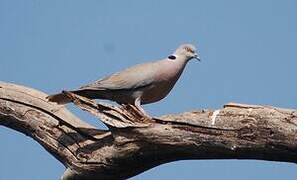 Mourning Collared Dove