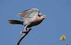 Mourning Collared Dove