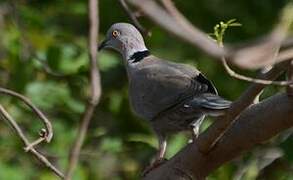 Mourning Collared Dove