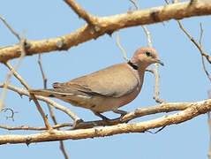 African Collared Dove