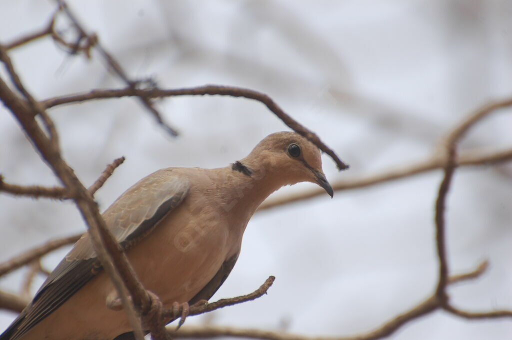 African Collared Doveadult, identification