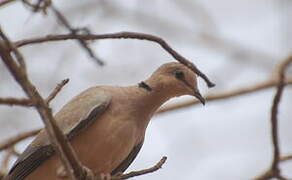 African Collared Dove