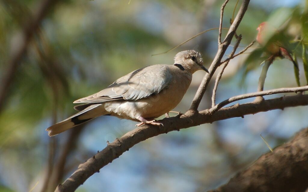 African Collared Doveadult, identification