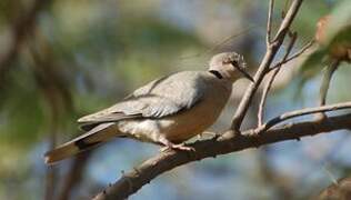 African Collared Dove