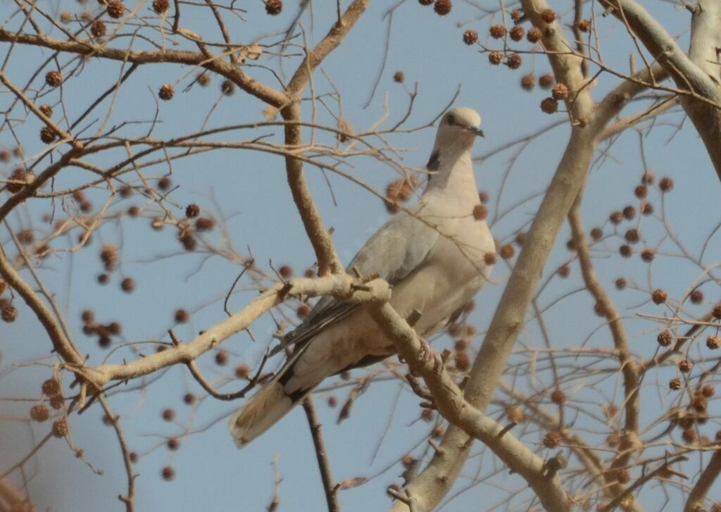 African Collared Doveadult