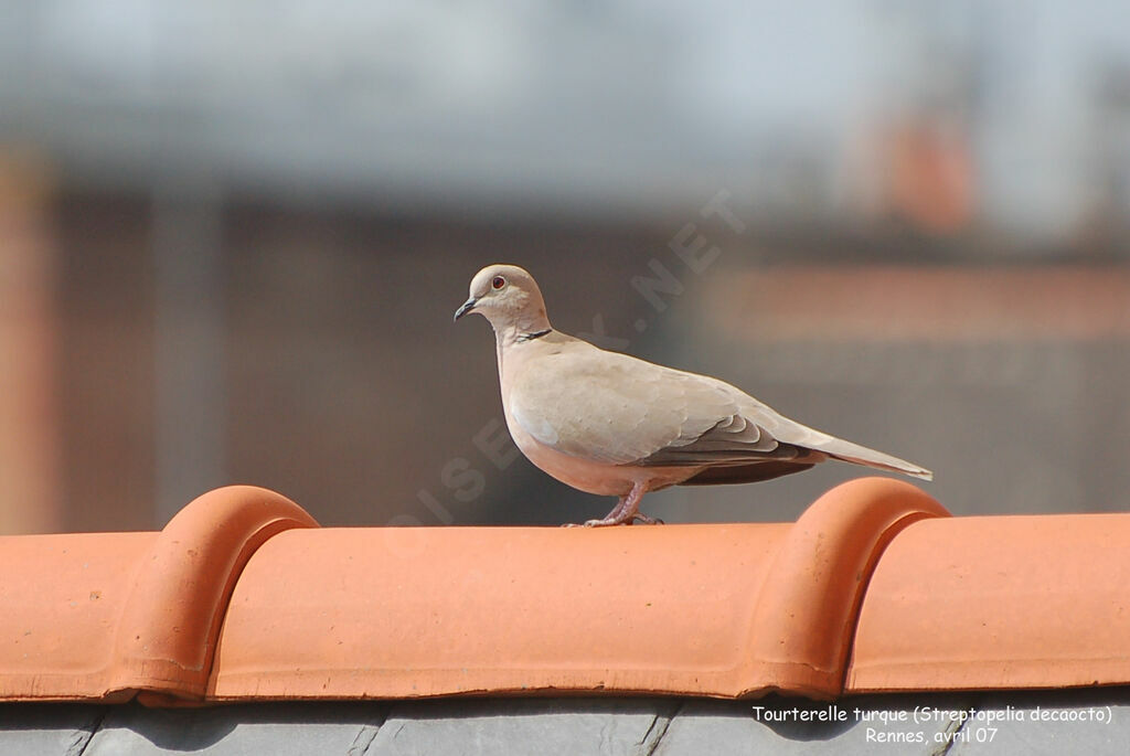 Eurasian Collared Doveadult