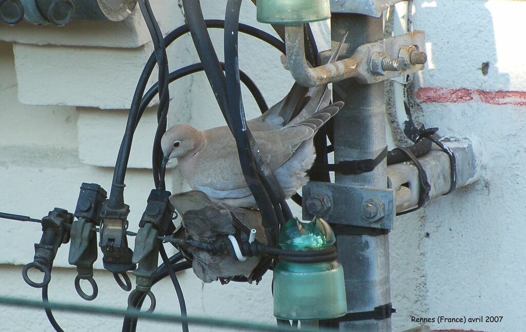 Eurasian Collared Dove adult breeding