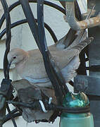 Eurasian Collared Dove