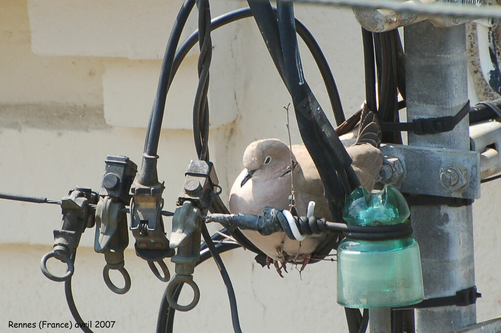 Eurasian Collared Doveadult