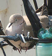 Eurasian Collared Dove