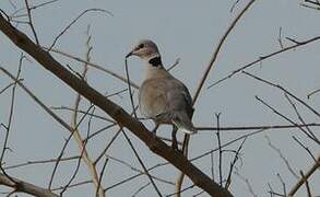 Vinaceous Dove