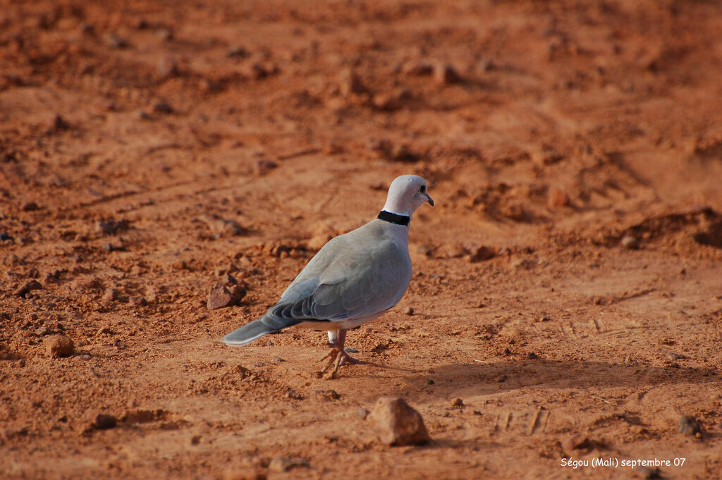 Vinaceous Dove