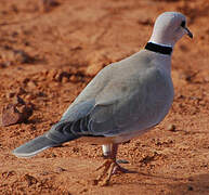 Vinaceous Dove