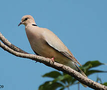 Vinaceous Dove