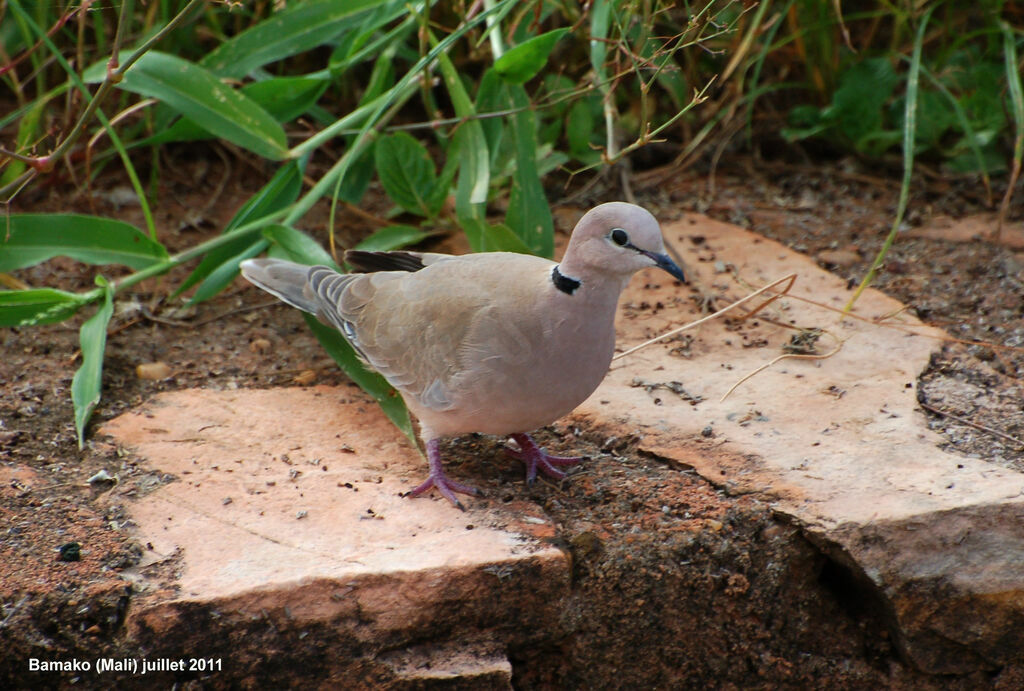 Vinaceous Doveadult, identification