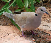 Vinaceous Dove