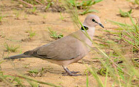 Vinaceous Dove