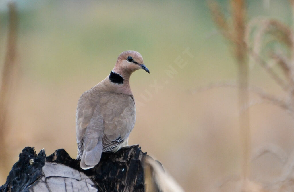 Vinaceous Doveadult, identification