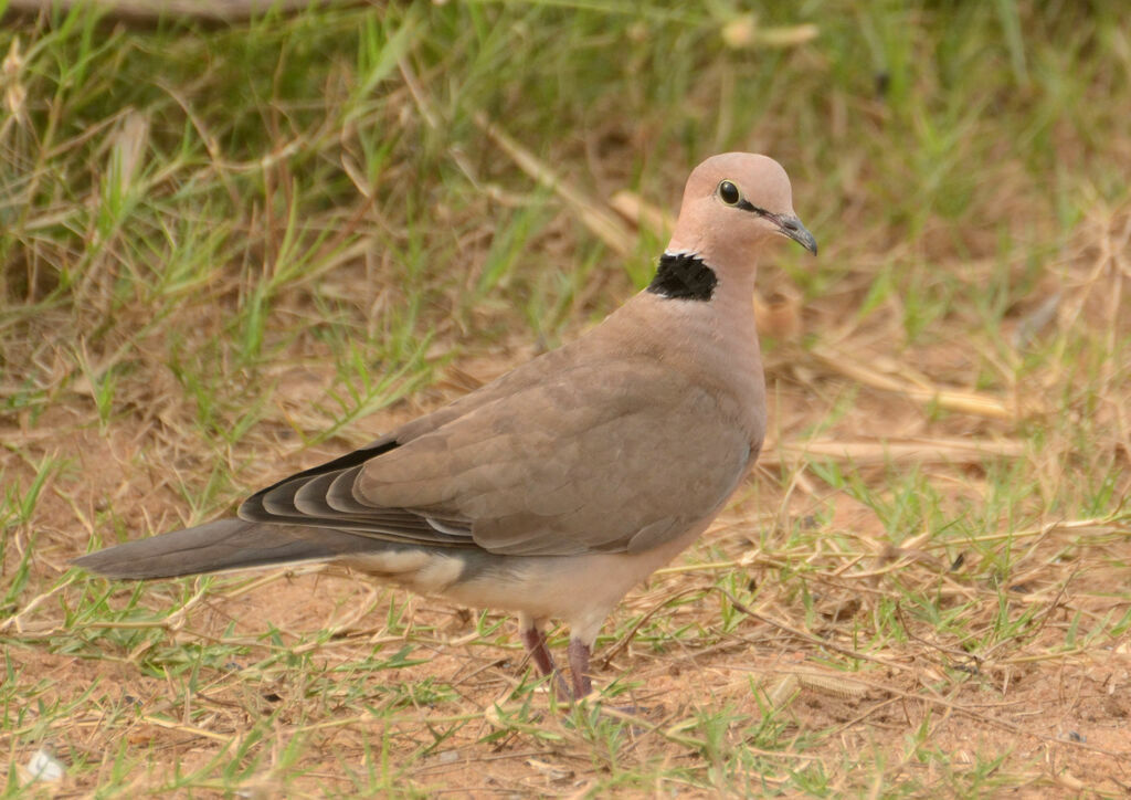 Vinaceous Doveadult, identification, aspect