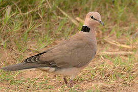 Vinaceous Dove