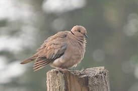 Vinaceous Dove