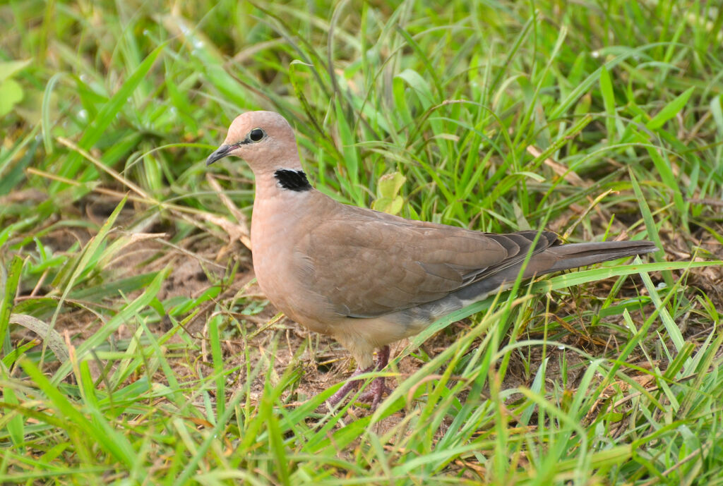 Vinaceous Doveadult, identification