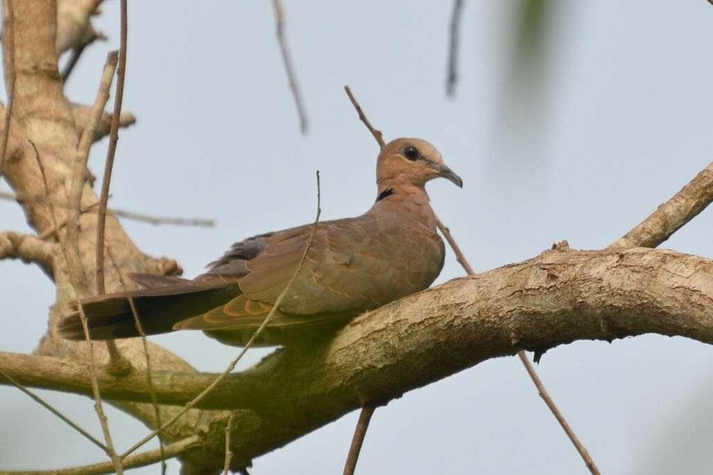 Vinaceous Doveadult