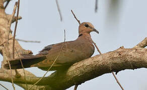 Vinaceous Dove