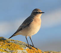 Northern Wheatear