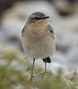 Northern Wheatear