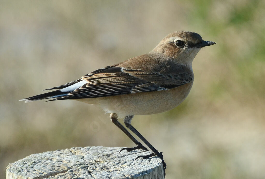 Northern Wheatear female adult, identification