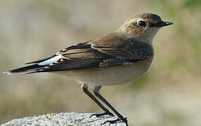 Northern Wheatear