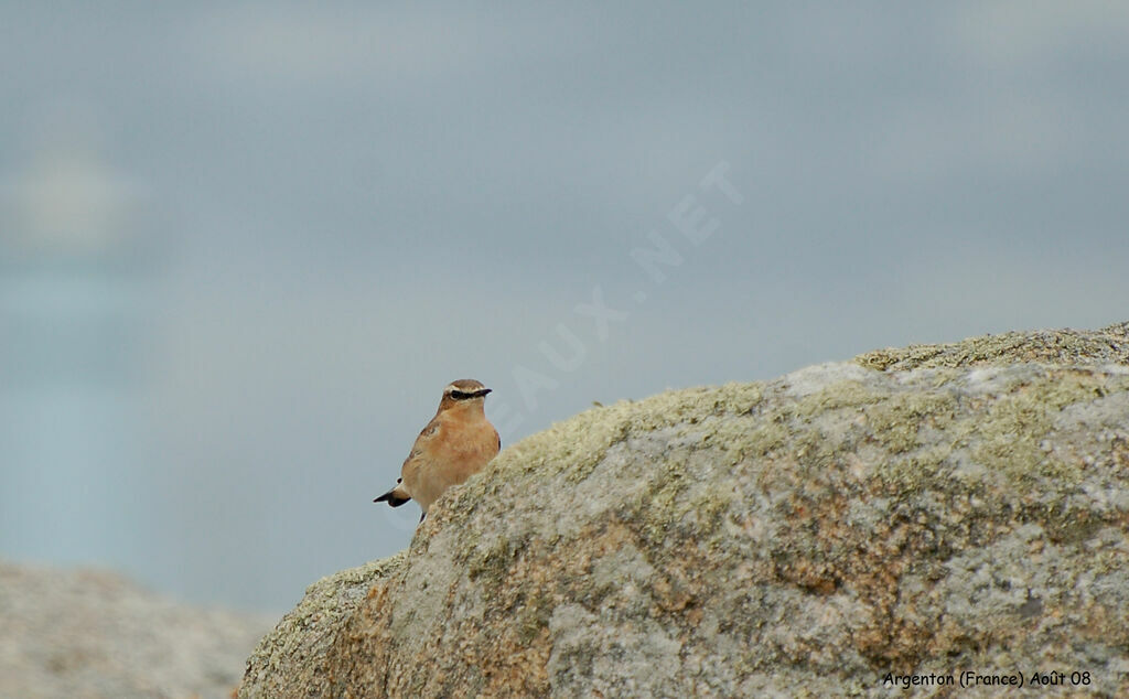 Northern Wheatear