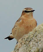 Northern Wheatear