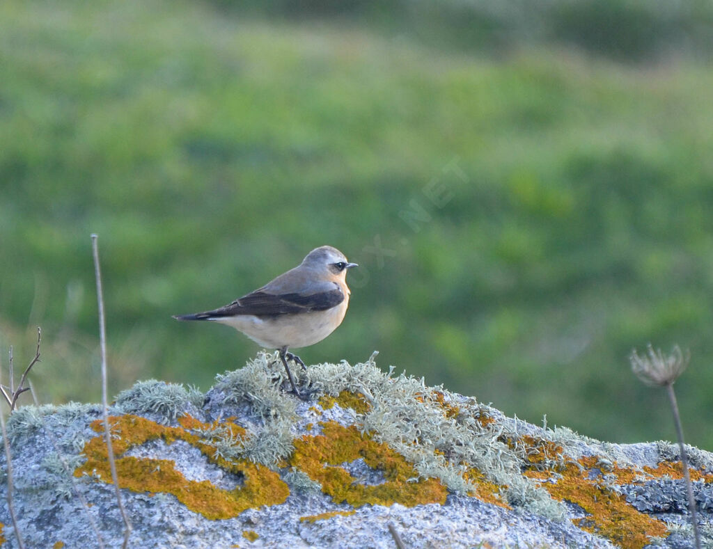 Northern Wheatearadult