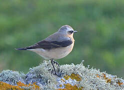 Northern Wheatear