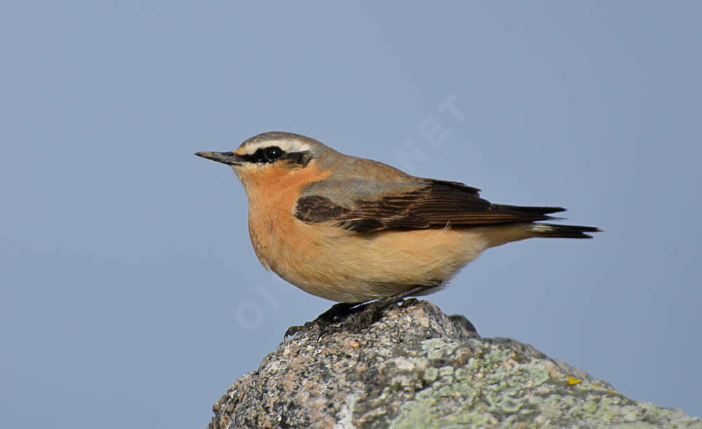 Traquet motteuxadulte, identification