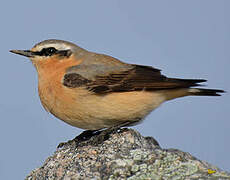 Northern Wheatear