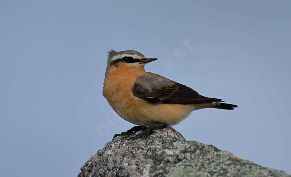 Northern Wheatearadult, identification