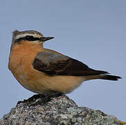 Northern Wheatear