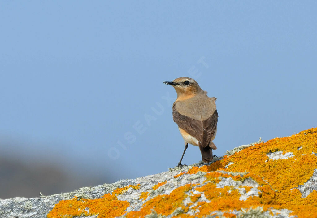 Northern Wheatear male adult, identification