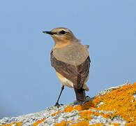 Northern Wheatear